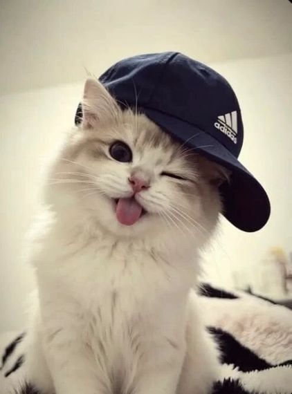 chat looking for friends 