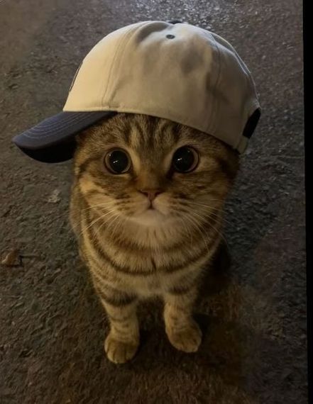 chat chat, single 