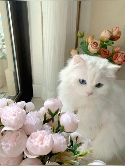 chat looking for friends 