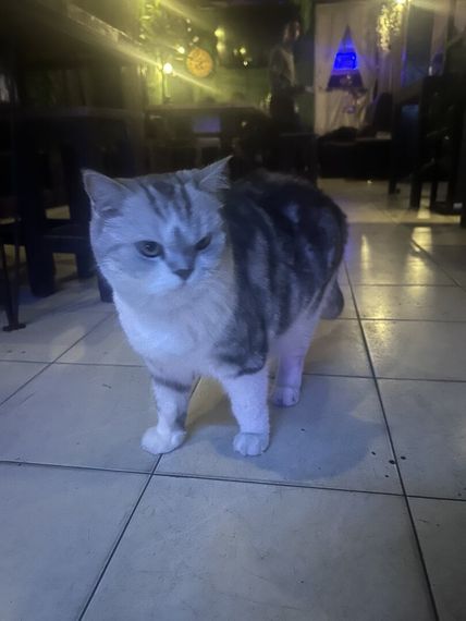 chat looking for friends 