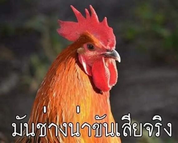 แชท หาแฟน, หาเพื่อนคุย 