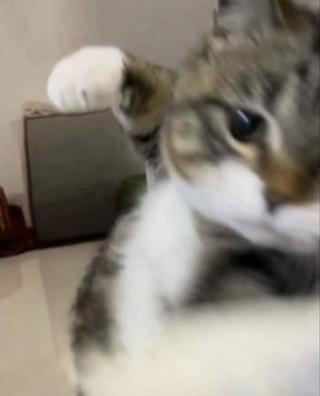 chat looking for friends 