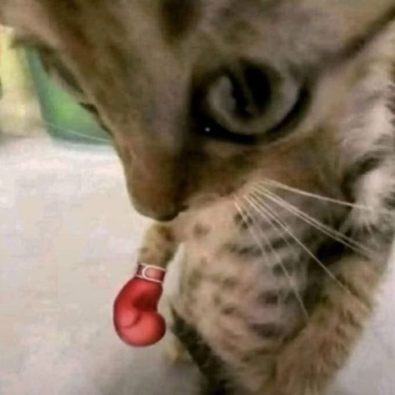 chat camera chat 