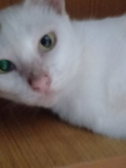 chat looking for friends 