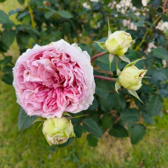 แชท หาแฟน, หาเพื่อนคุย 