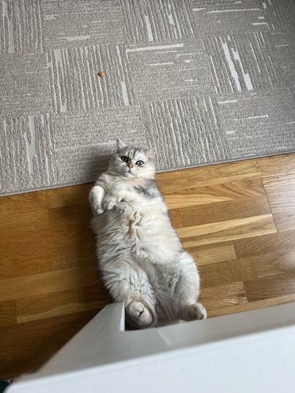 chat looking for friends