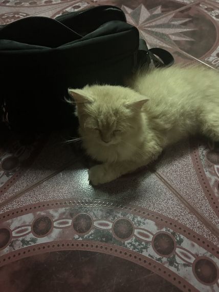 แชท แชทเปิดกล้อง  ที่อยู่ กรุงเทพมหานคร