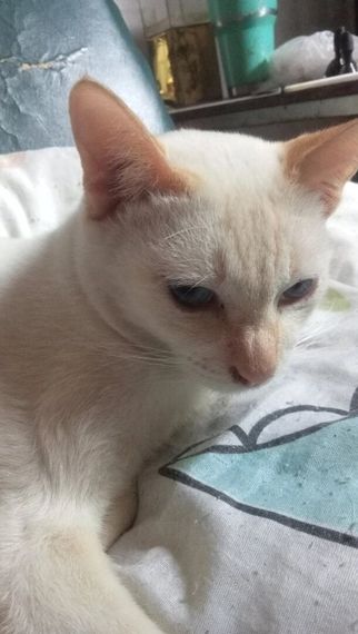 chat find love, chat  from Udon Thani