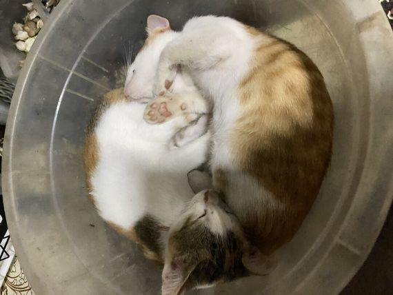 แชท หาเพื่อนคุย