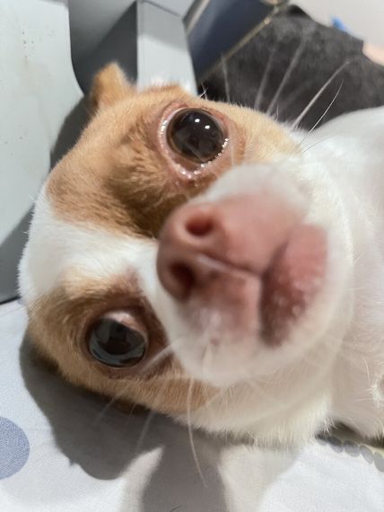 chat find love, chat 