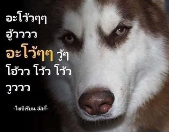 แชท หาแฟน, หาเพื่อนคุย 