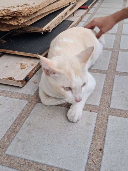 แชท หาเพื่อนคุย  ที่อยู่  สมุทรปราการ