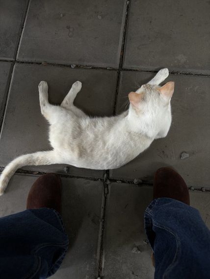chat looking for friends