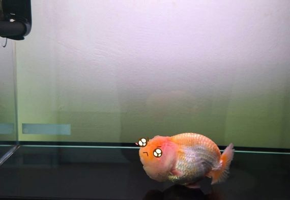 chat looking for friends 