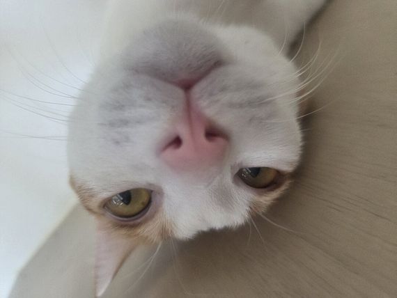 chat chat  from Bangkok