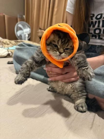 chat find 2nd love, single