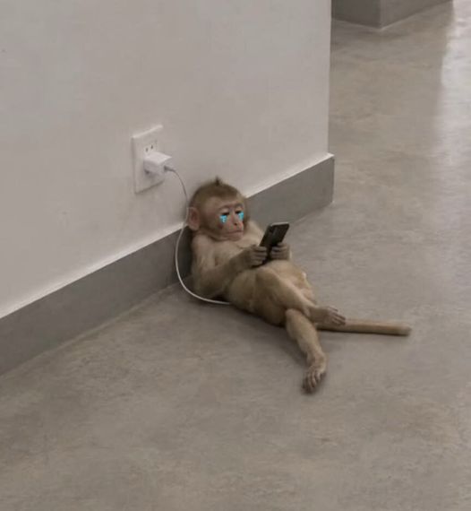 chat looking for friends 