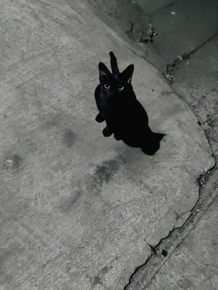 chat looking for friends 