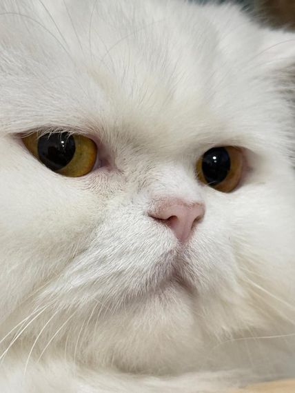 chat looking for friends 