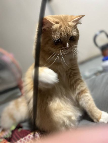 แชท หาแฟน, หาเพื่อนคุย 